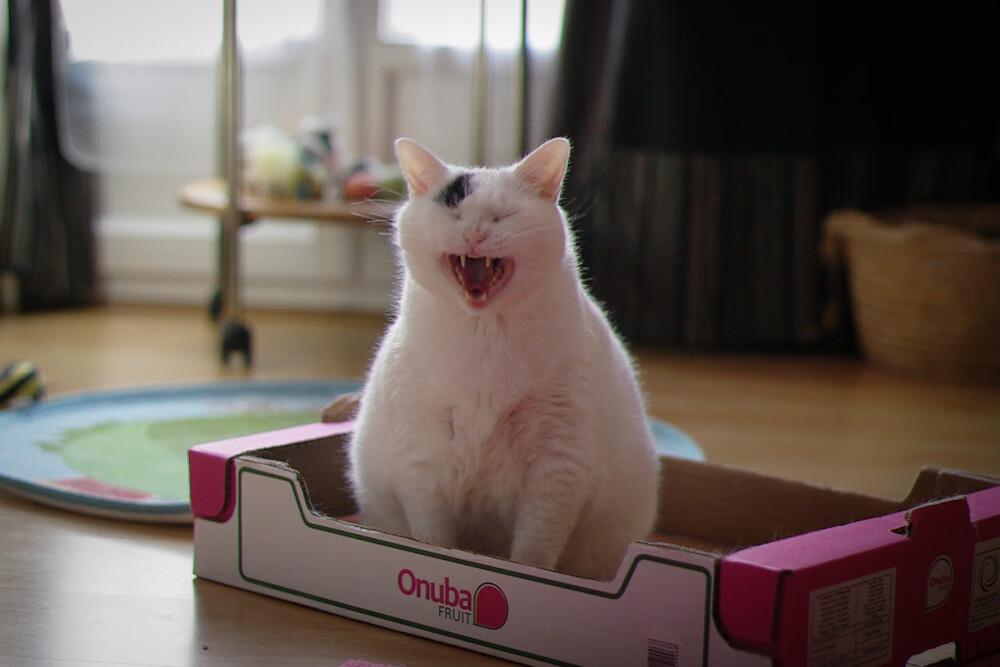 开云体育app安全下载-_运动员日常:训练、休闲、互动全纪录_,运动员的日常