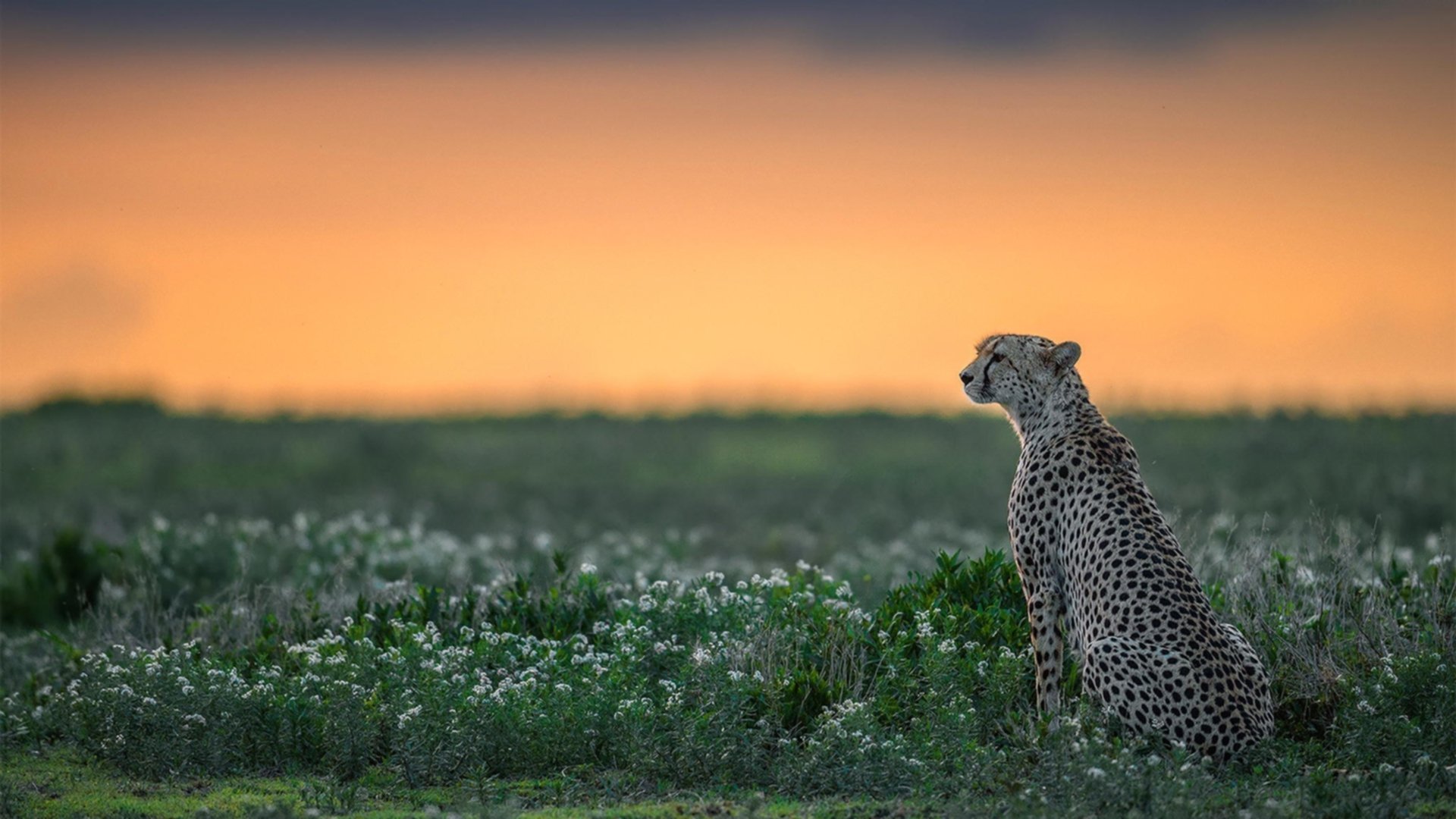 开云体育下载网页版-“法甲紧张追逐,豪门争夺榜首激烈进行”,法甲豪门宣布全队停薪