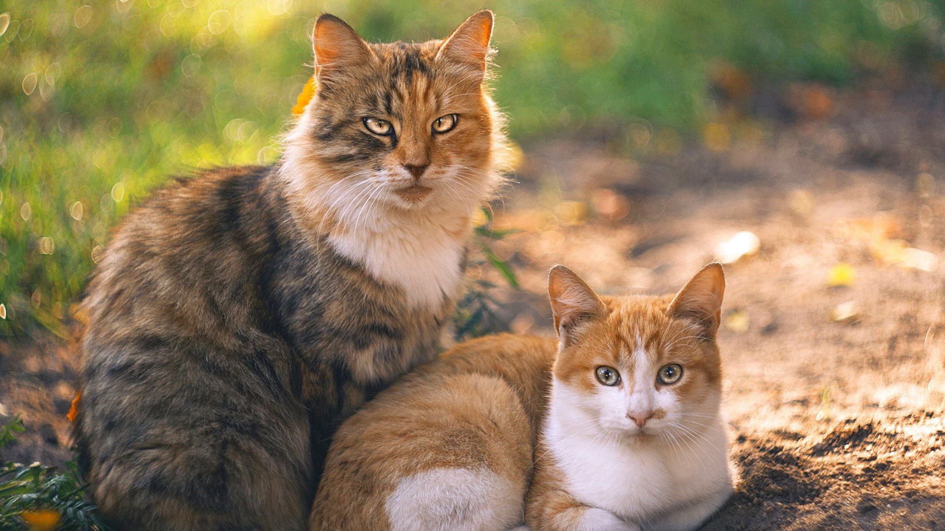开云娱乐-“虚拟现实+增强现实技术引领青训变革——未来巨星的成长新引擎”