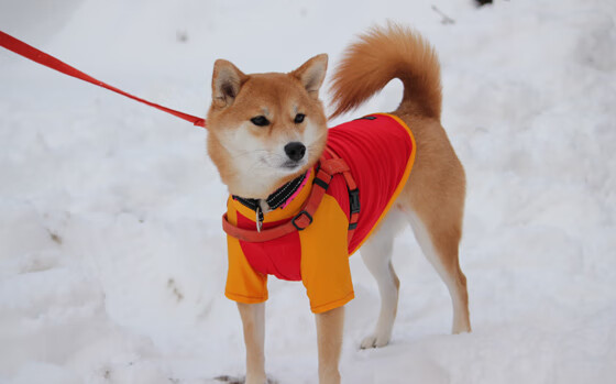 开云体育下载入口-瑞士马术协会与亚洲马术协会建立合作关系,推动区域发展。,瑞士马术服装品牌