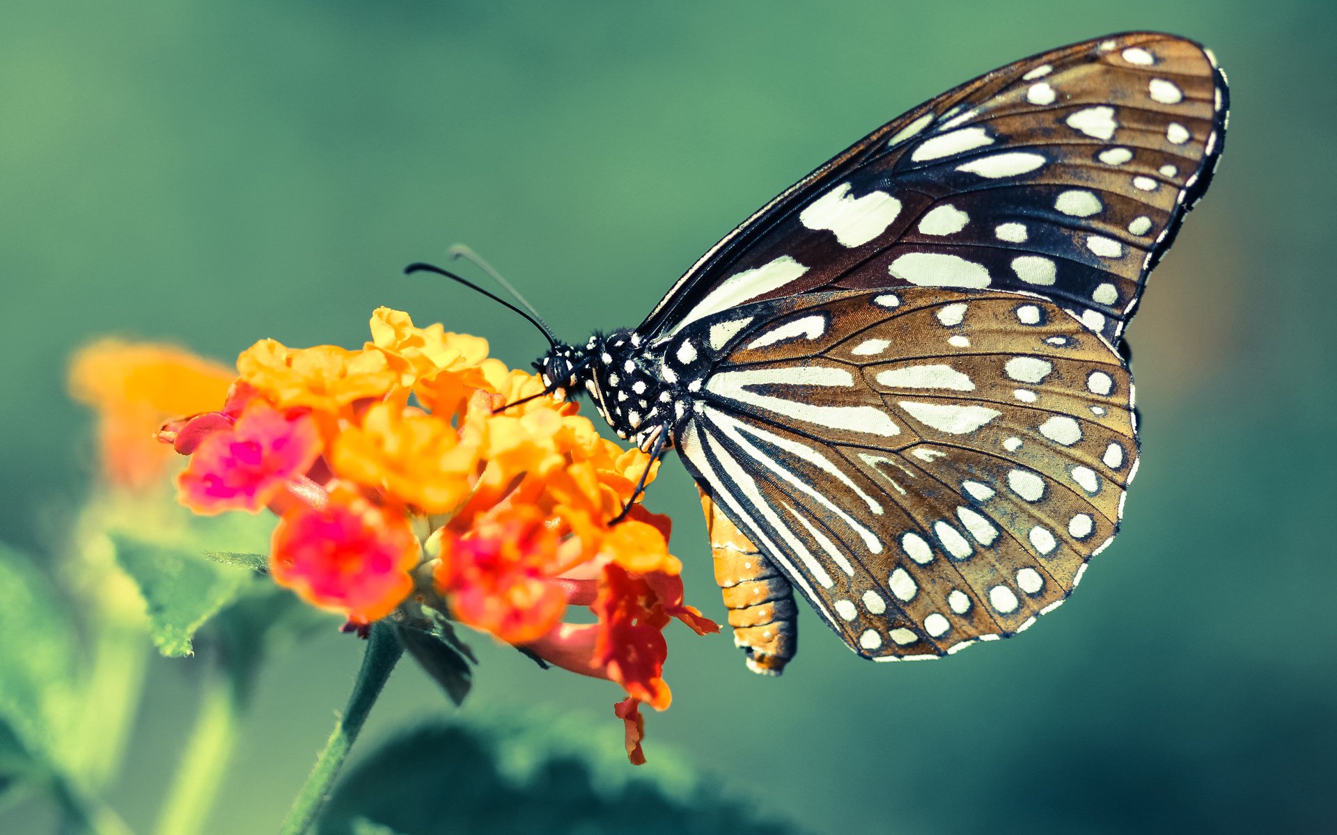 开云体育保障-足球主题动漫项目获青少年喜爱，足球相关动画