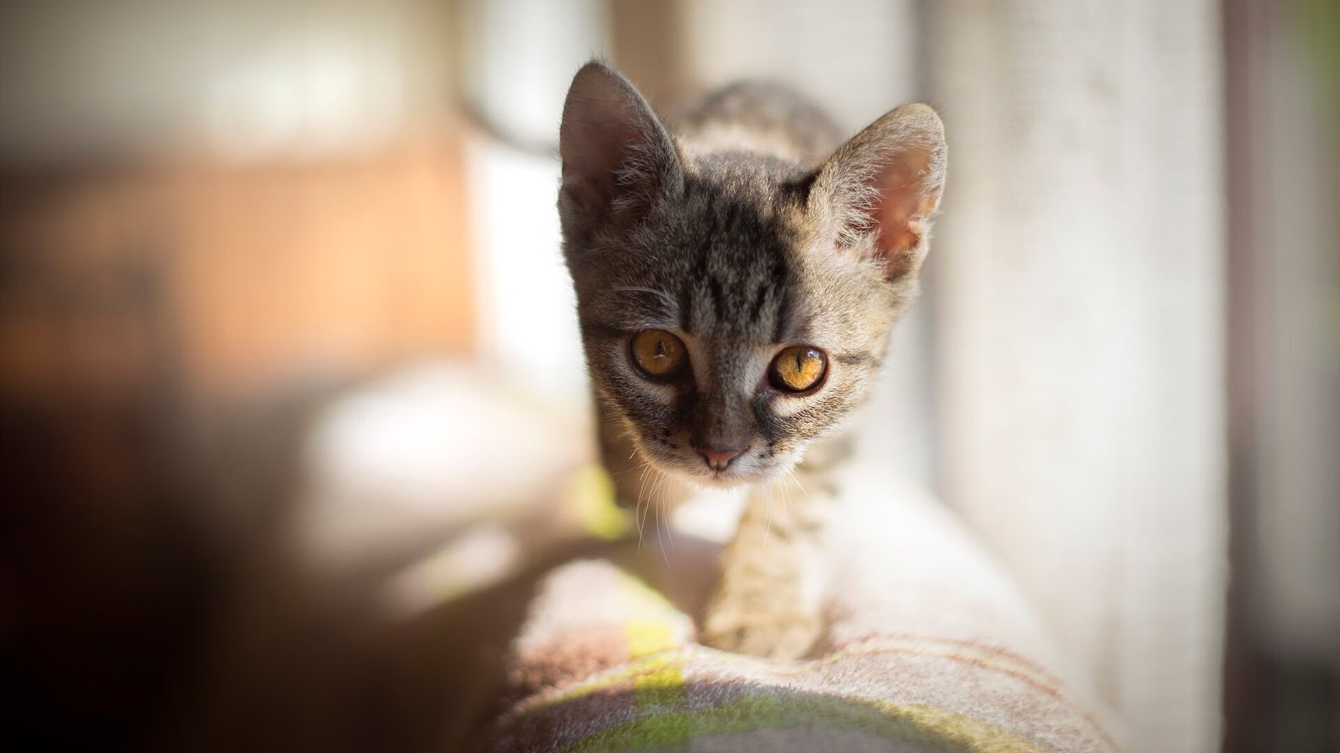 开云体育首页-“全力奔跑!武汉马拉松激烈角逐中”