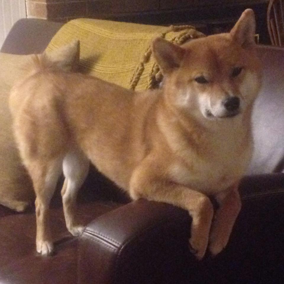 开云娱乐app安全登录-体测成绩评价系统加入动态成长曲线分析，体测成绩生成器